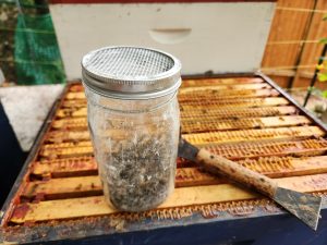 Quick Mite Control Today – 1 Simple Step to Keep Our Hives Strong 1 Collected Bees for mite control