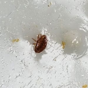 Mite zoomed