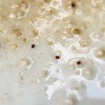mite control results - mites on plate