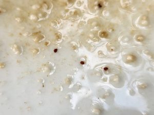 Quick Mite Control Today – 1 Simple Step to Keep Our Hives Strong 3 mite control results - mites on plate