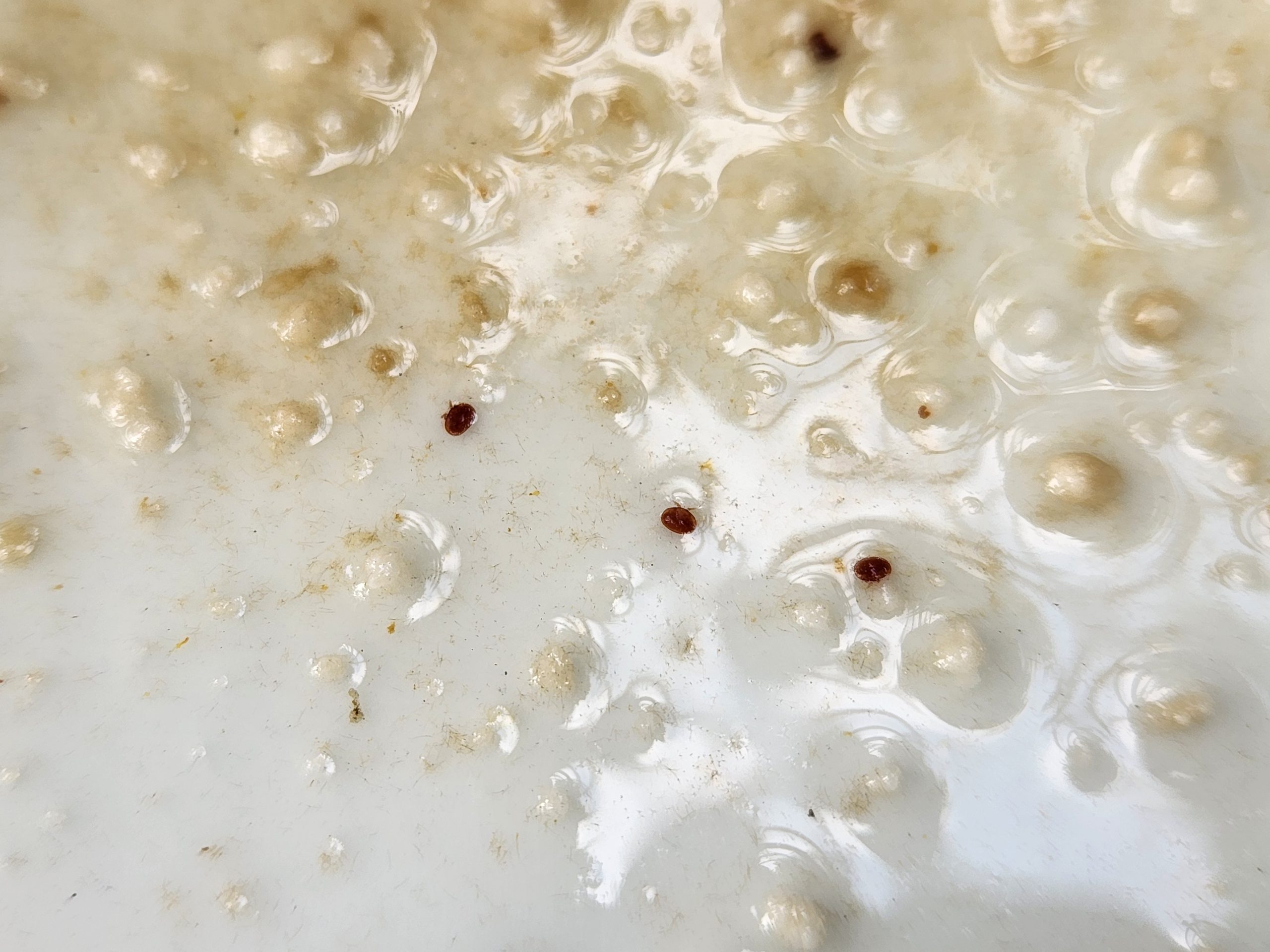 mite control results - mites on plate